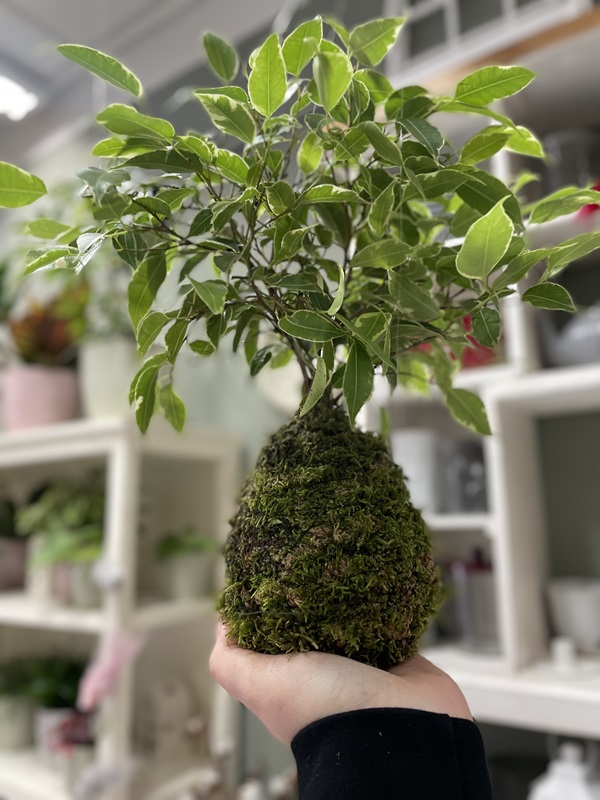 Přečtete si více ze článku KOKEDAMY